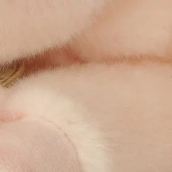 Aurora® - Miyoni® - Pig