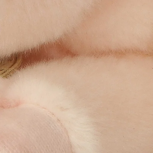 Aurora® - Miyoni® - Pig