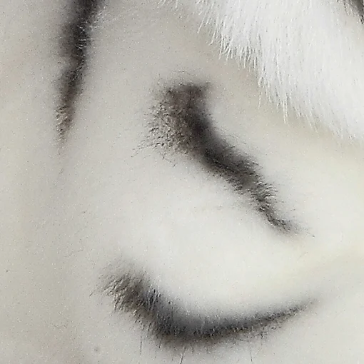 Aurora® - Miyoni® - White Tiger